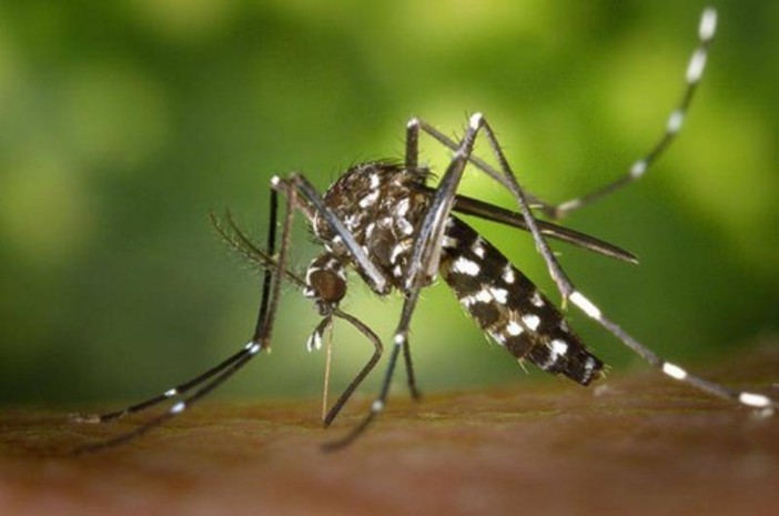 Dipartimento delle Alpi Marittime: segnalata la probabile circolazione del virus del Nilo Occidentale Dipartimento delle Alpi Marittime: segnalata la probabile circolazione del virus del Nilo Occidentale