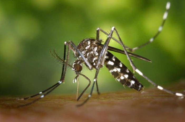 Francia: è allarme per la grande diffusione della malaria provocata dalla zanzara tigre
