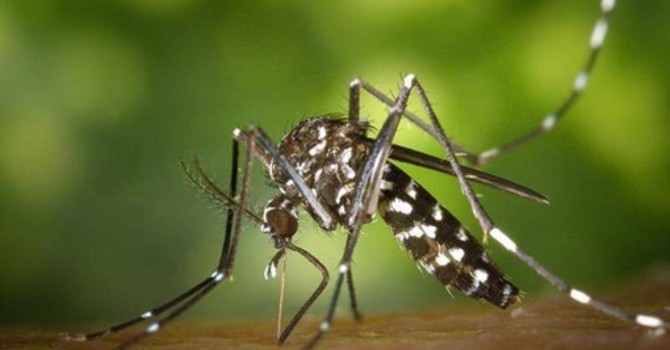 Francia: è allarme per la grande diffusione della malaria provocata dalla zanzara tigre