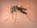 Allarme dengue: cresce il rischio virus nelle Alpi Marittime