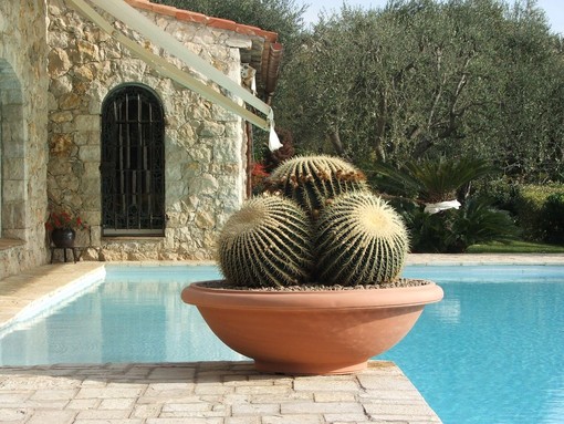 Quali sono i segreti per realizzare un terrazzo speciale con le piante grasse ?