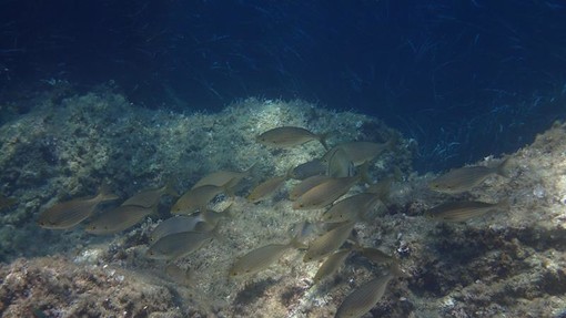 Sottocosta …a cura di Ghjuvan Pasquale Sottocosta …a cura di Ghjuvan Pasquale