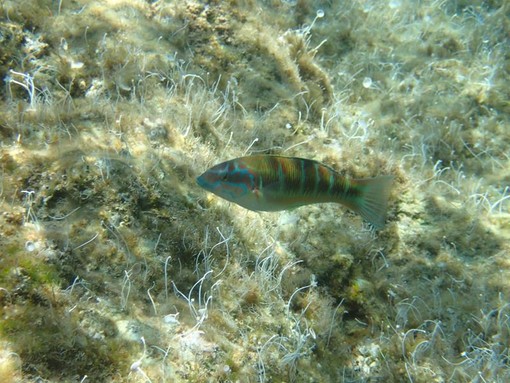 Sottocosta …a cura di Ghjuvan Pasquale Sottocosta …a cura di Ghjuvan Pasquale