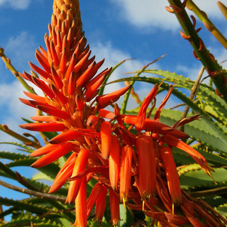 L’aloe vera è molto conosciuta, ma la specie botanica più efficace è l’Aloe Arborescens