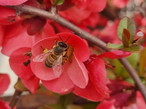 Il 20 maggio è la Giornata mondiale delle api Il 20 maggio è la Giornata mondiale delle api