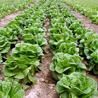 Ormai da cinque anni la Città di Nizza ha adottato il bien manger come obiettivo per le mense scolastiche