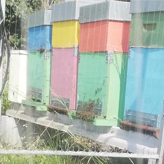 Il calabrone assedia le arnie, a Cannes le api si difendono con l’arpa elettrica