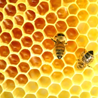 Festa del Miele a Nizza: mix tra biodiversità  e ghiottonerie