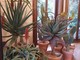 Crea il tuo giardino con le piante grasse nei colori della primavera: con AG Sanremo un'immersione nel mondo dei cactus e delle succulente
