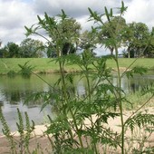 Ambrosia, allarme sulla Costa Azzurra: cresce la minaccia delle allergie Ambrosia, allarme sulla Costa Azzurra: cresce la minaccia delle allergie