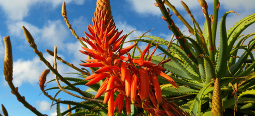 L’aloe vera è molto conosciuta, ma la specie botanica più efficace è l’Aloe Arborescens