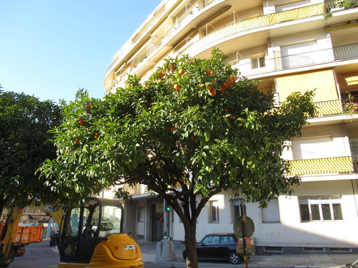 Si rinnova la tradizione delle arance amare gratis nel Principato di Monaco