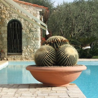 Quali sono i segreti per realizzare un terrazzo speciale con le piante grasse ?