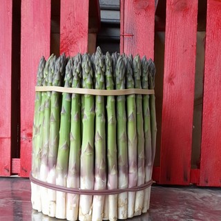 Al via la stagione dell’Asparago Santenese, eredità di Camillo Cavour. Un’ottima annata, favorita dalle piogge