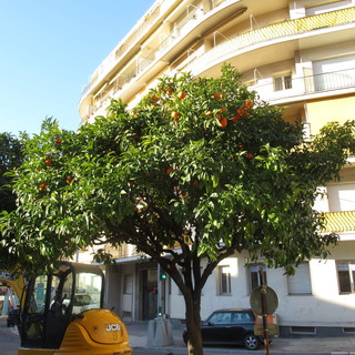Si rinnova la tradizione delle arance amare gratis nel Principato di Monaco