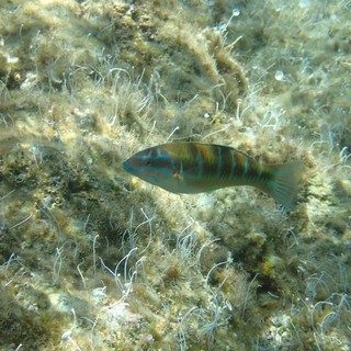 Sottocosta …a cura di Ghjuvan Pasquale