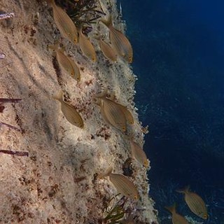 Sottocosta …a cura di Ghjuvan Pasquale