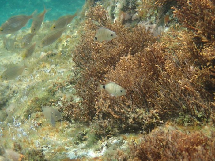 Sottocosta …a cura di Ghjuvan Pasquale Sottocosta …a cura di Ghjuvan Pasquale