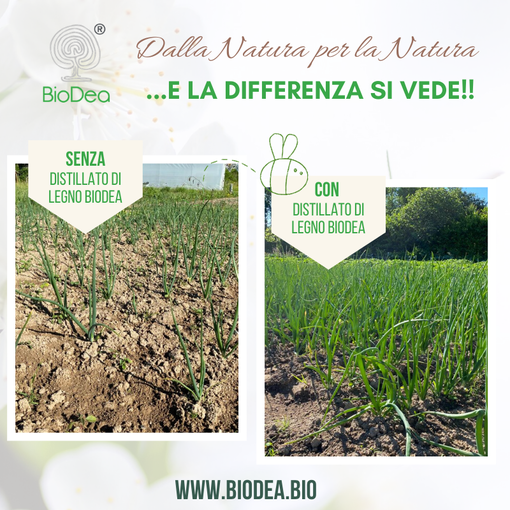 Orto: trattamento del terreno con "Biochar BioDea" e "Distillato di Legno BioDea"