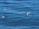 Anche nelle acque fuori Monaco e Nizza si possono avvistare balene