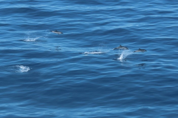 Anche nelle acque fuori Monaco e Nizza si possono avvistare balene