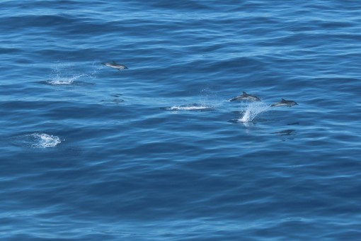 Anche nelle acque fuori Monaco e Nizza si possono avvistare balene