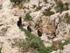 Piccola grande scoperta a Monaco: ecco nuovi ospiti, i cormorani huppè