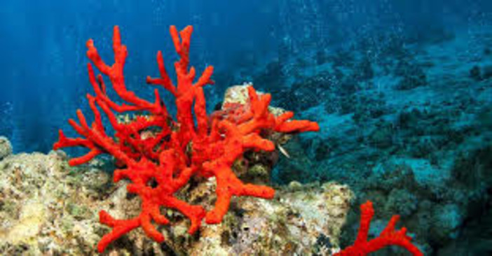 Duecentocinquanta piccoli esemplari di corallo rosso nati nel Principato di Monaco Duecentocinquanta piccoli esemplari di corallo rosso nati nel Principato di Monaco