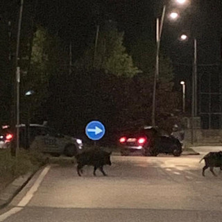 Mentone si mobilita contro la proliferazione degli ungulati con una battuta al cinghiale