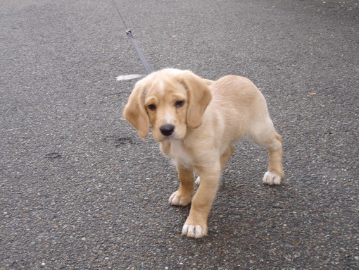Oggi è la Giornata mondiale del cane: festa degli amici a quattro zampe Oggi è la Giornata mondiale del cane: festa degli amici a quattro zampe