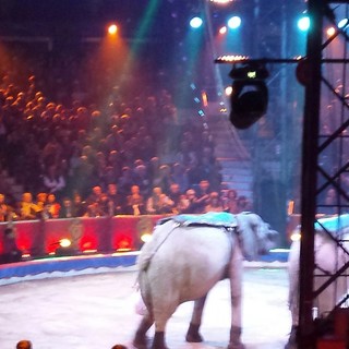 Ecco il Palmares dei premiati al 42^ Circo di Montecarlo, lo 'spettacolo più bello del mondo'