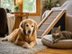 Confis e benessere articolare: un aiuto da conoscere per cani adulti, anziani e gatti Confis e benessere articolare: un aiuto da conoscere per cani adulti, anziani e gatti