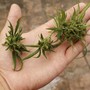 Il panorama della botanica moderna: comprendere le qualità e la struttura della canapa selezionata