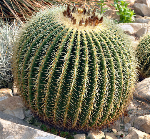 Piante grasse sotto i riflettori a Montecarlo con il nuovo &quot;Expo Cactus&quot;
