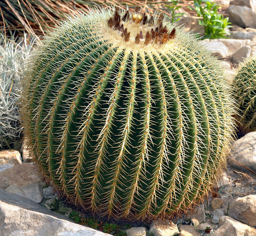 Piante grasse sotto i riflettori a Montecarlo con il nuovo "Expo Cactus" Piante grasse sotto i riflettori a Montecarlo con il nuovo "Expo Cactus"