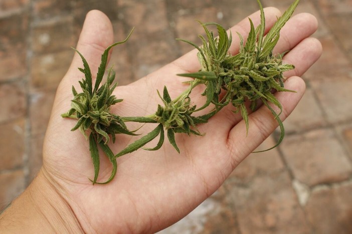Il panorama della botanica moderna: comprendere le qualità e la struttura della canapa selezionata Il panorama della botanica moderna: comprendere le qualità e la struttura della canapa selezionata