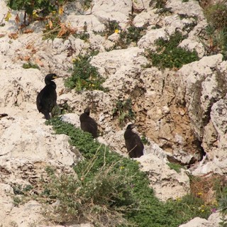 Piccola grande scoperta a Monaco: ecco nuovi ospiti, i cormorani huppè