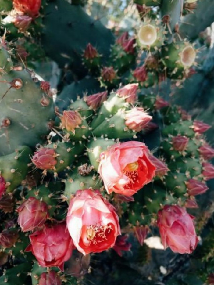 Conferenza al Jardin Val Rahmeh di Mentone. Copertina: © Irina Shishkina.