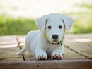 Colpo di calore nei cani: come proteggerli con l'arrivo del caldo estivo