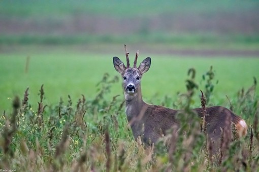 Un capriolo immortalato nella pianura cuneese dal fotoamatore Enrico Ruggeri Un capriolo immortalato nella pianura cuneese dal fotoamatore Enrico Ruggeri