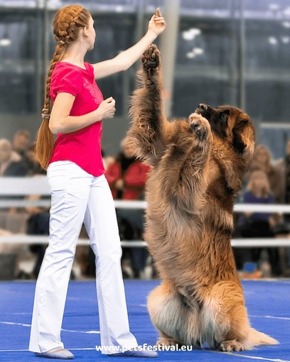 Petfestival 2023: per la prima volta in Italia i Campionati Europei di Dog Dance Petfestival 2023: per la prima volta in Italia i Campionati Europei di Dog Dance