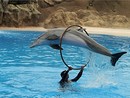 Marineland in una foto d'archivio