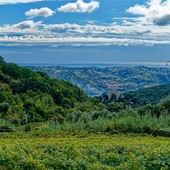 Saint Jeannet, Dame Jeanne - Vignoble Rasse Saint Jeannet, Dame Jeanne - Vignoble Rasse