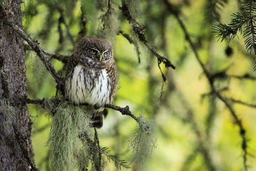 Il documentario «Premières Loges» ©V. Chabloz Il documentario «Premières Loges» ©V. Chabloz