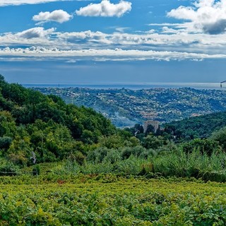 Saint Jeannet, Dame Jeanne - Vignoble Rasse
