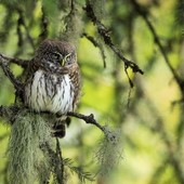 Il documentario «Premières Loges»  ©V. Chabloz