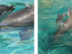 La bella notizia: Marineland in festa, è nata un delfino femmina