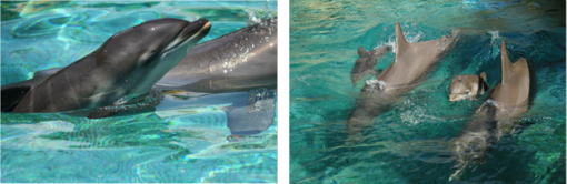 Il Natale è anche a Marineland con i nuovi spettacoli di orche e delfini