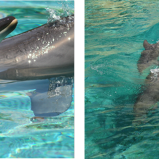 Il Natale è anche a Marineland con i nuovi spettacoli di orche e delfini