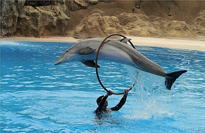 Marineland in una foto d'archivio Marineland in una foto d'archivio